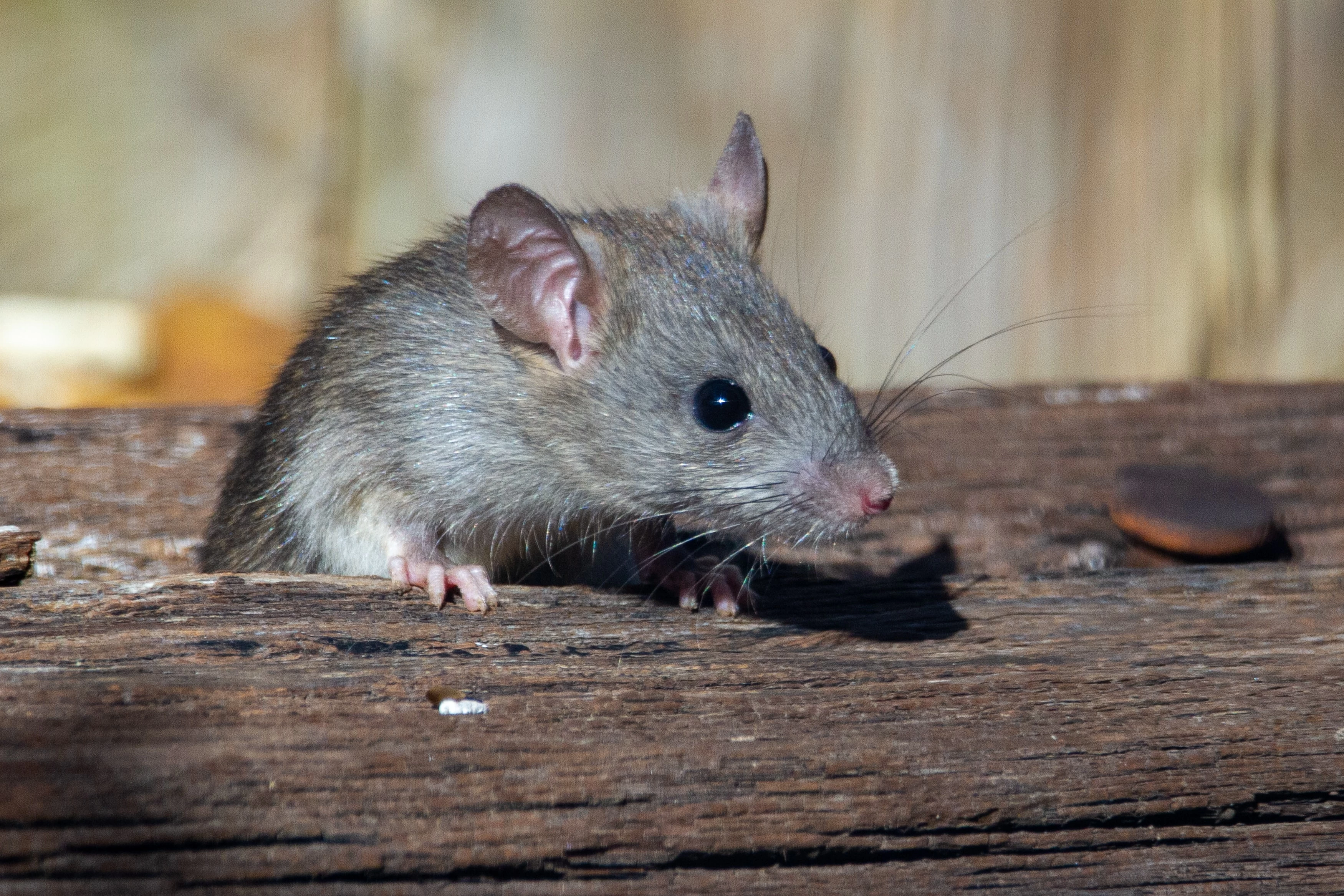 image of roof rat