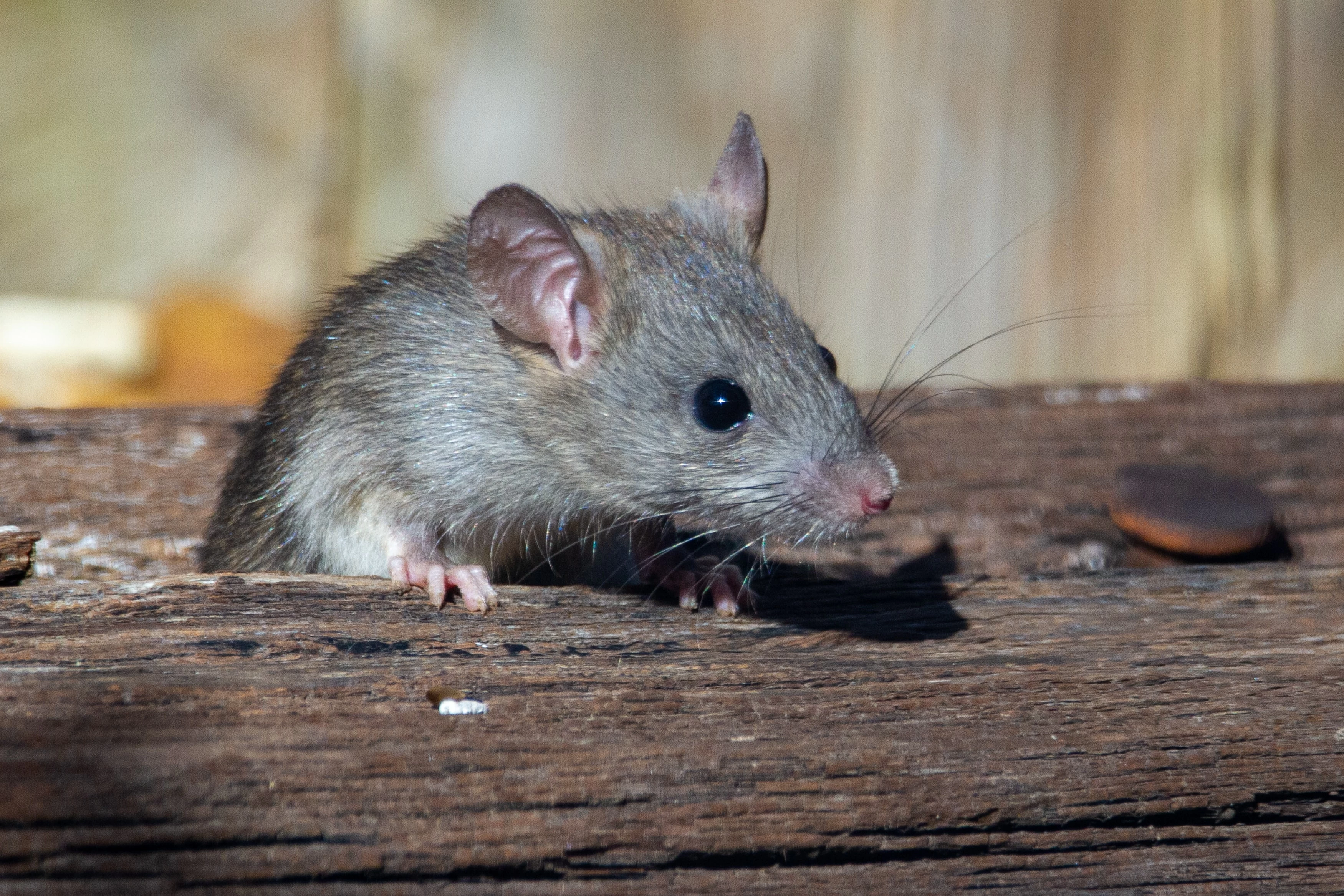 How To Get Rid Of Rats In My Attic