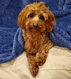 Dog Team Placeholder