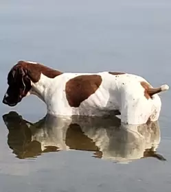 Dog Team Placeholder