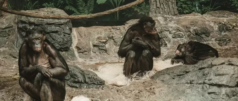 Bonobos sitting quietly at the Cincinnati Zoo in East Cincinnati, OH