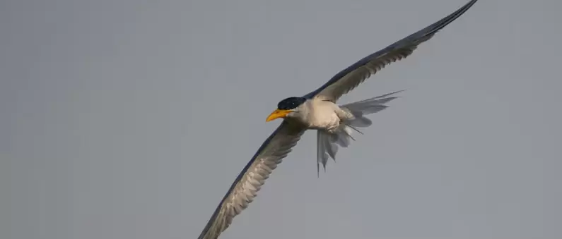 A river tern flies above a Morris and Union bird sanctuary