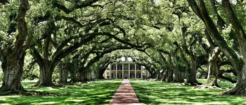 Giant oak trees along a brick walkway to a mansion in a New Orleans suburb
