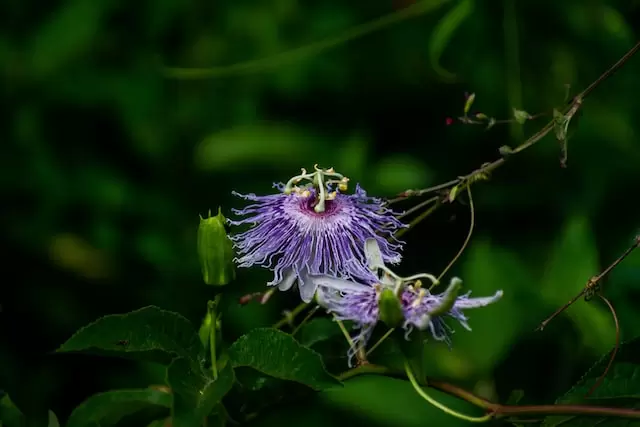 A purple flower blooms in a park in The Woodlands