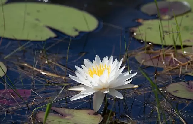 White waterlily in Lenexa KS pond