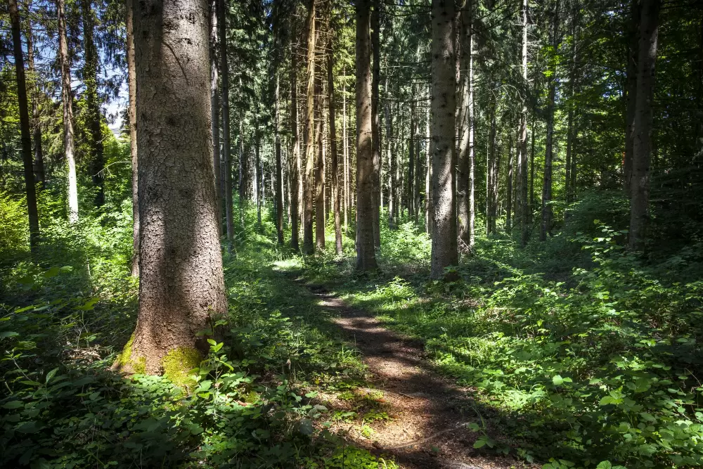 forest on a sunny day in Magnolia TX