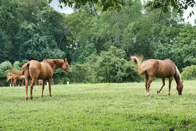 Horses in pasture at Fort Mill SC