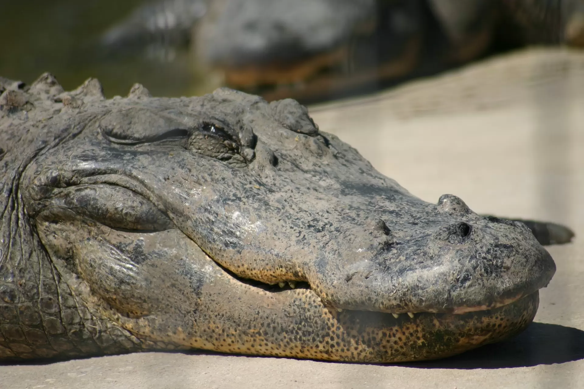 crocodile from Snake Farm in New Braunfels TX