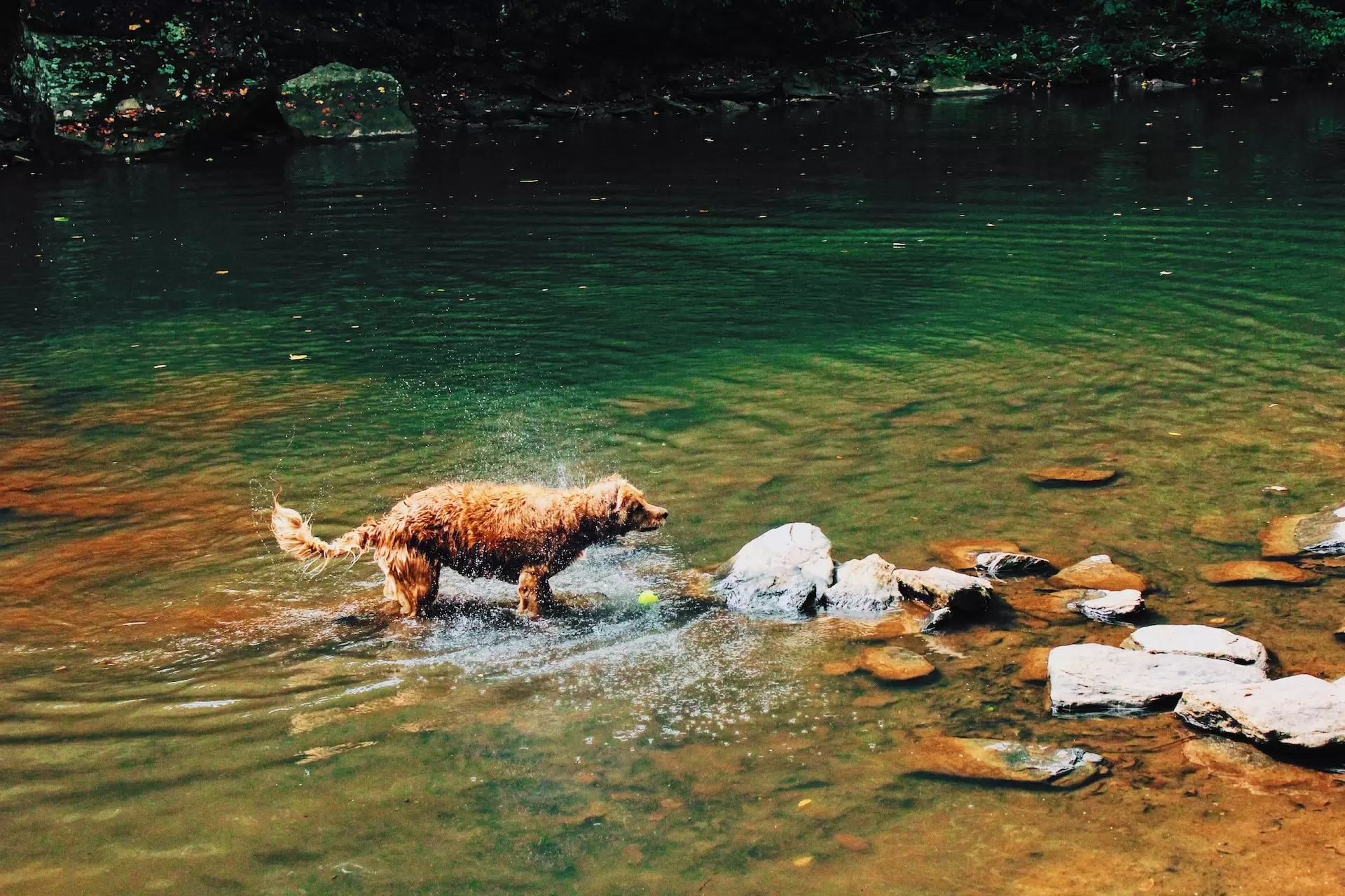 the dog cools off in the  Chattahoochee river near Roswell