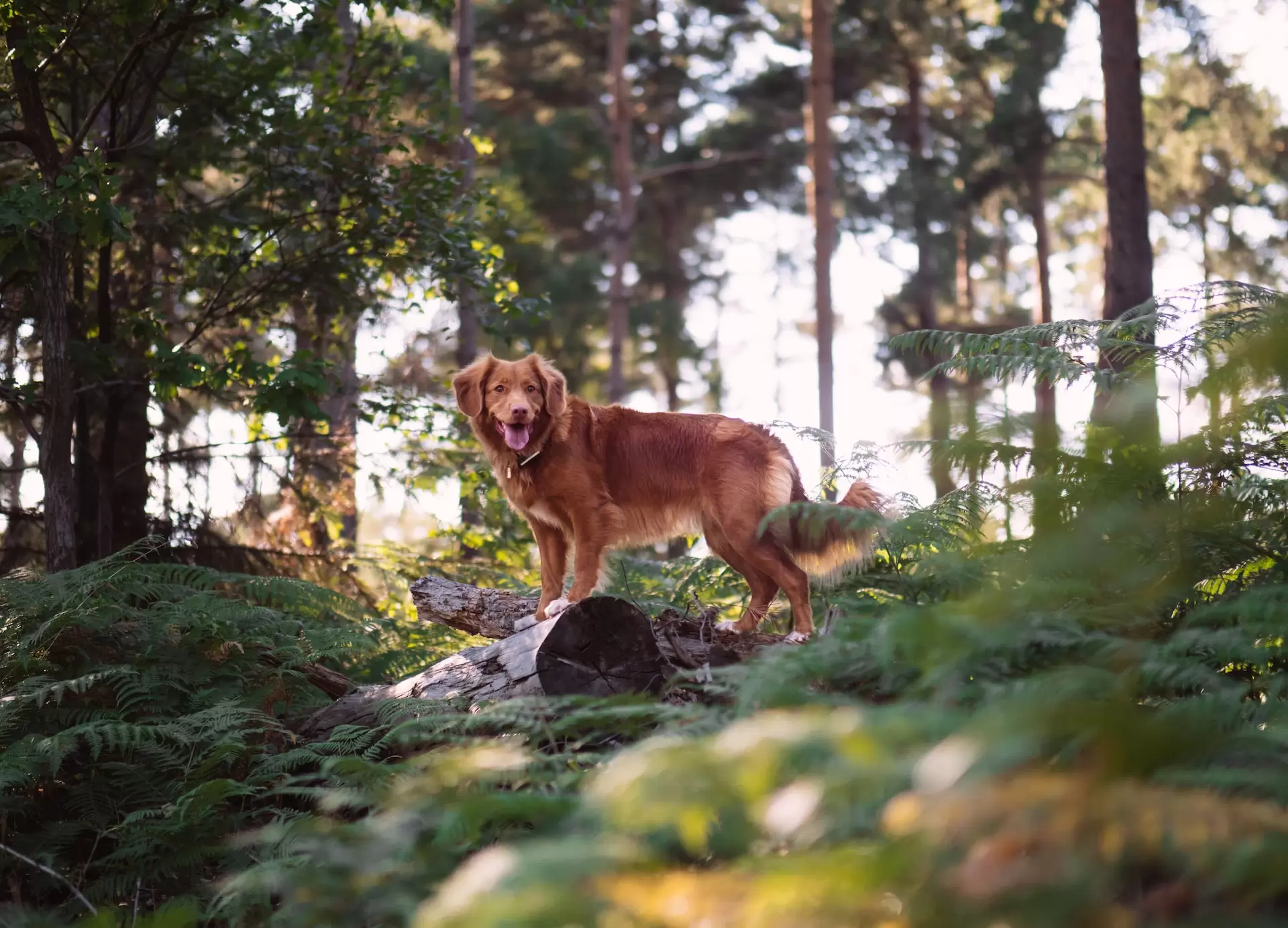 dog enjoying a walk through the the Bluff View Park