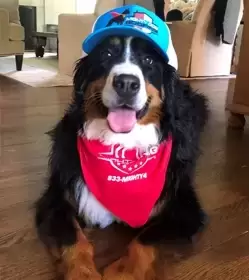 Dog Team Placeholder