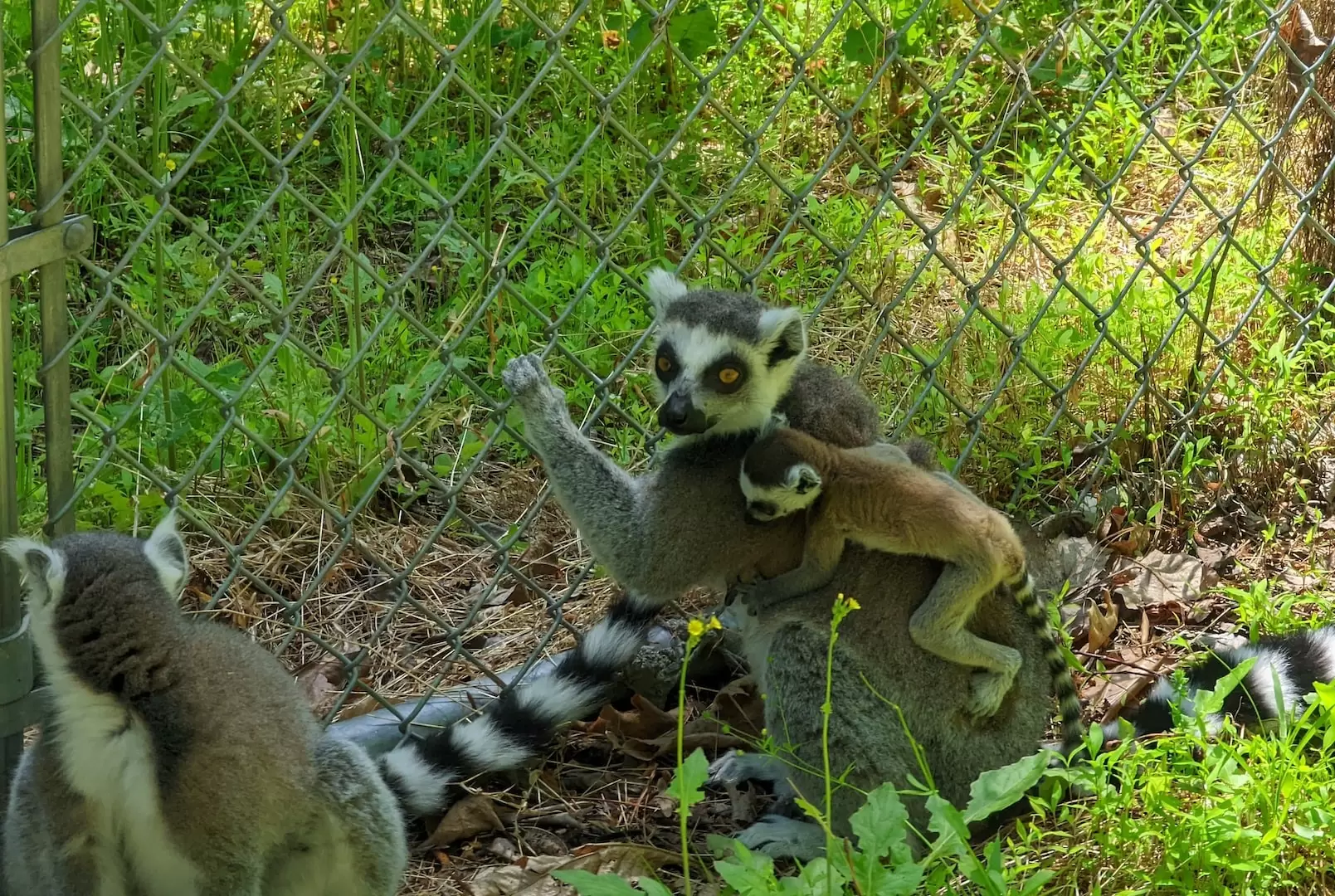 visiting lemur center in Durham NC