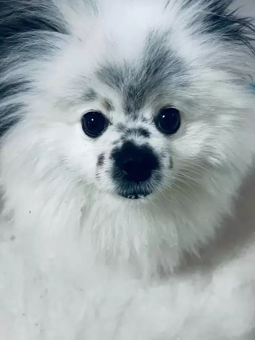 Dog Team Placeholder