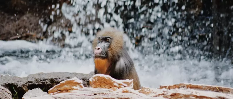 A great ape calmly stares into space at the Dallas Zoo in North Dallas