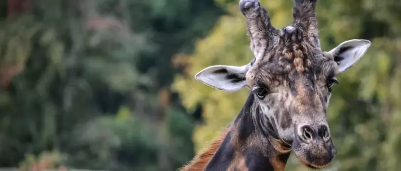 A giraffe stares into the camera at the zoo in Montgomery, Alabama