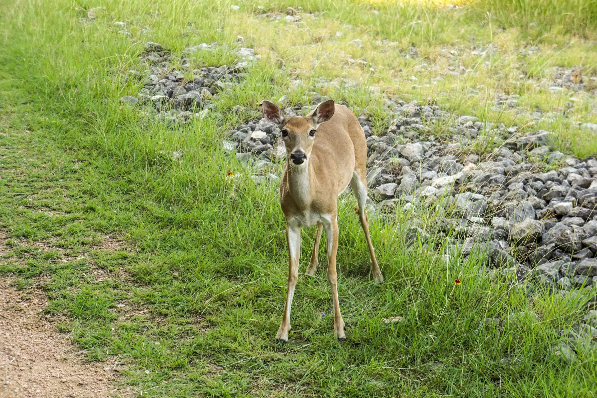 deer at the park near Buda Texas