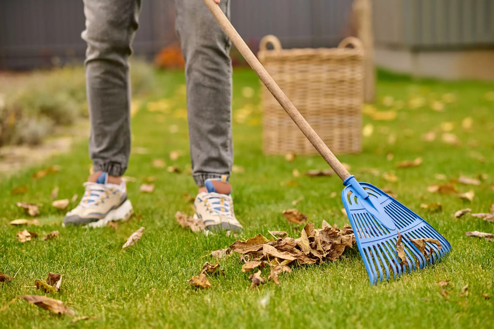 Beginner's Guide to Lawn Care
