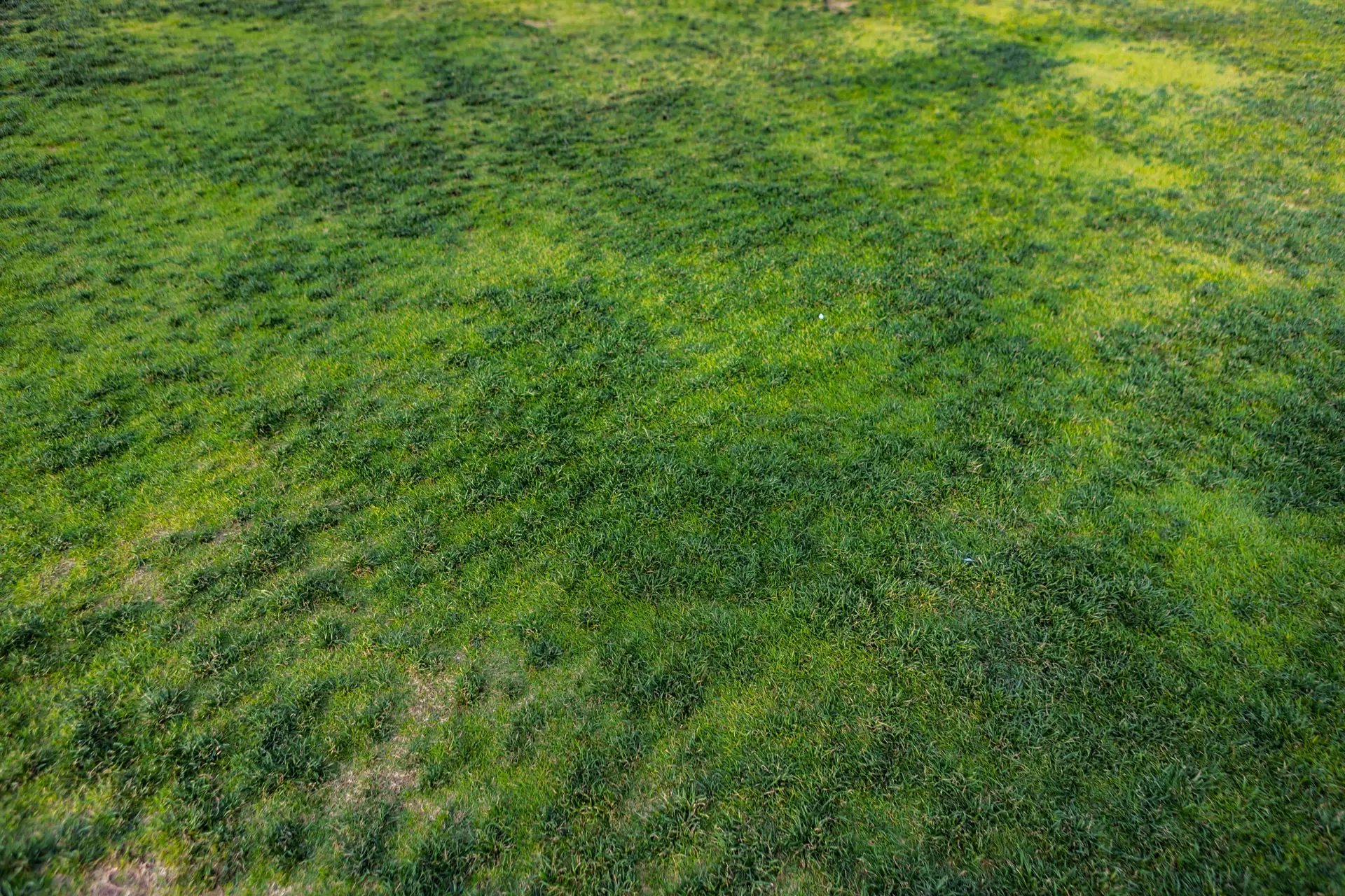Brown Patches in Lawn